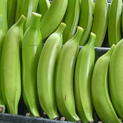 Platano banano guineo verde